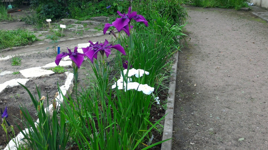 Iris ensata cv.Nikolay Tsiskaridze