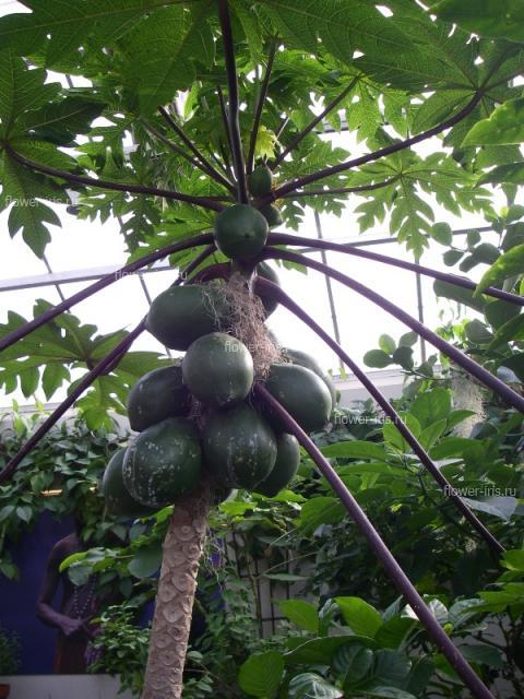 Carica papaia