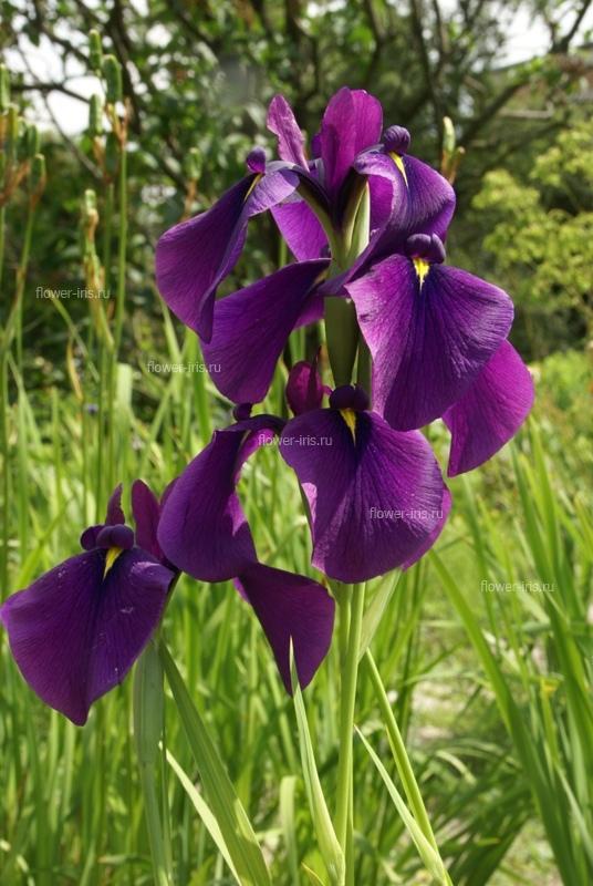 Iris ensata сорт Алтай