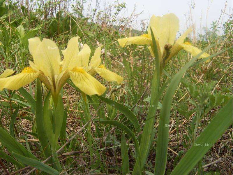 Iris mandshurica Maxim.