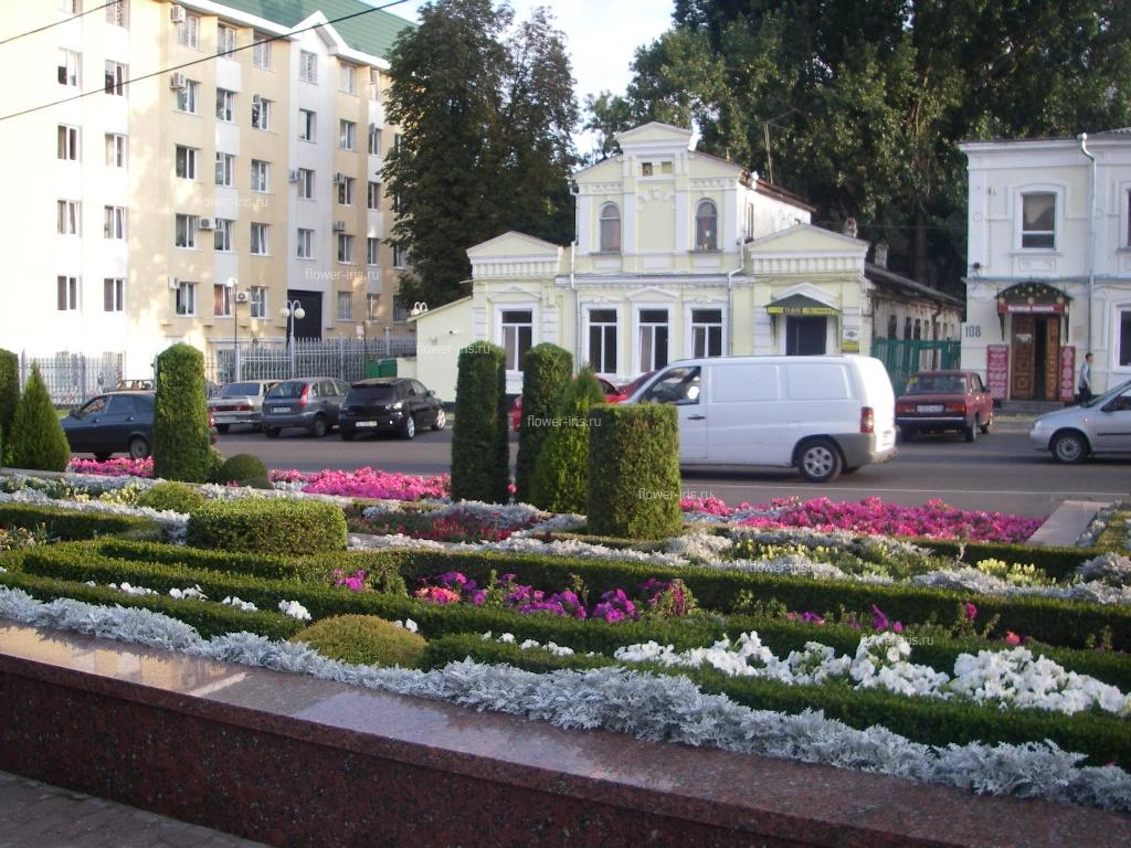 Озеленение в Ставрополе