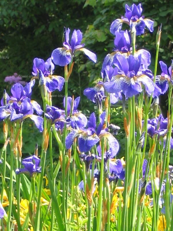 Iris sibirica L.
