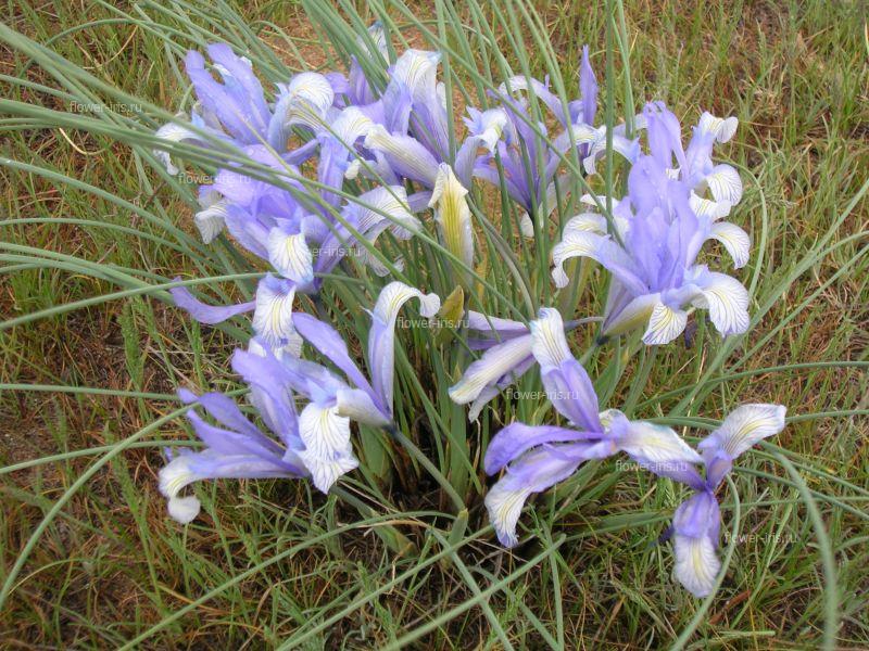 Iris tenuifolia Pall.