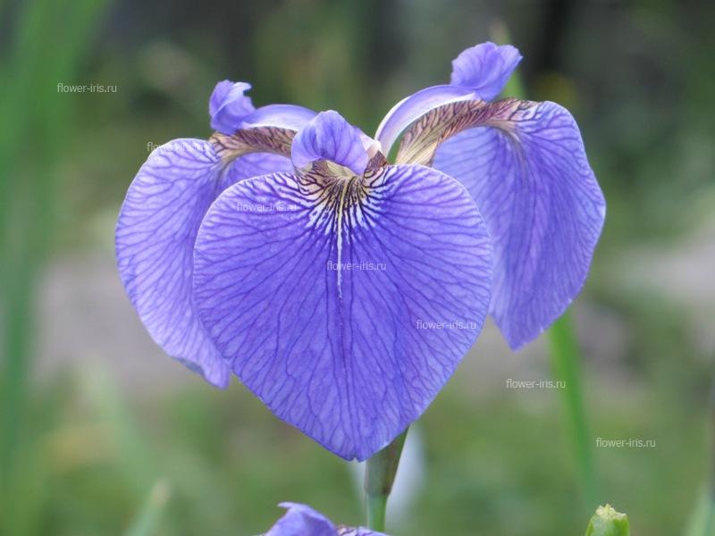 Ирис щетинистый (Iris setosa)