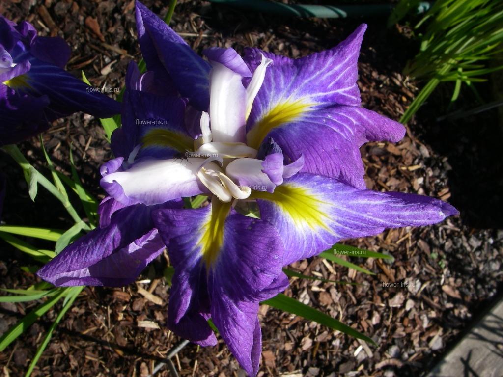 Iris ensata сорт Ойротия