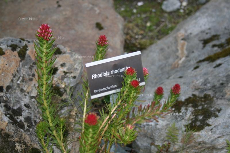 Rhodiola rhodantha