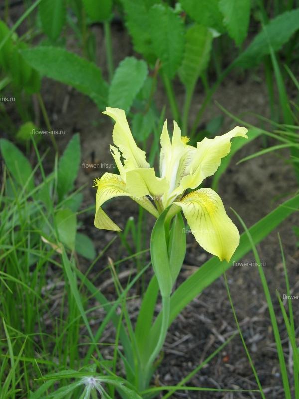 Iris vorobievii N. S. Pavlova