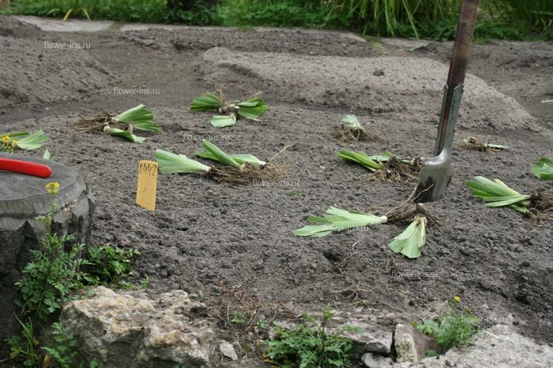 A planting area for three rhizomes