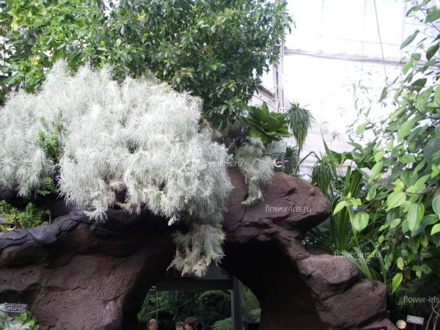 Artemisia mauiensis - редкое эндемичное растение (Гаваи)