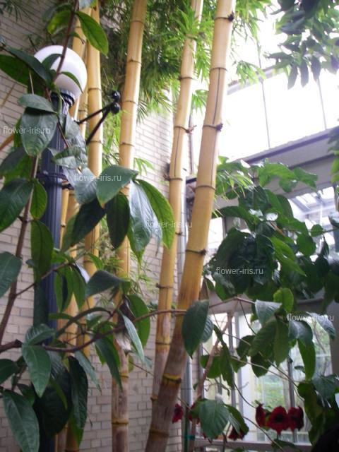 Bambusa vulgaris 