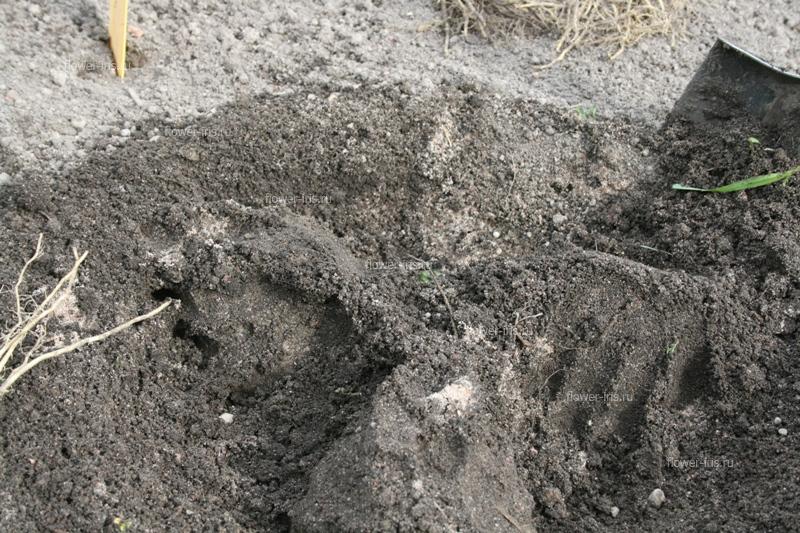 Build up a small mounds of soil