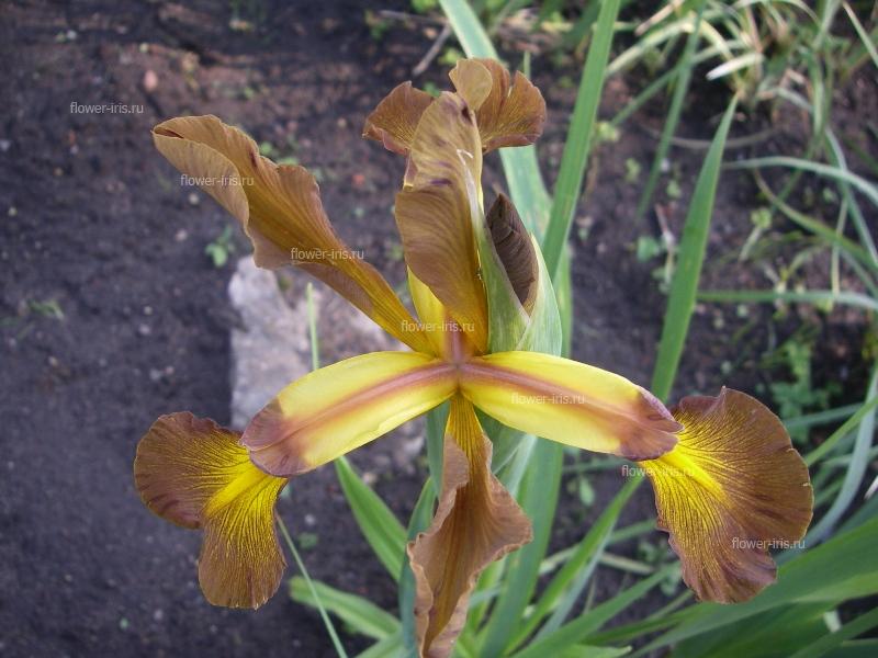 Iris spuria cv. MissouriDreamland