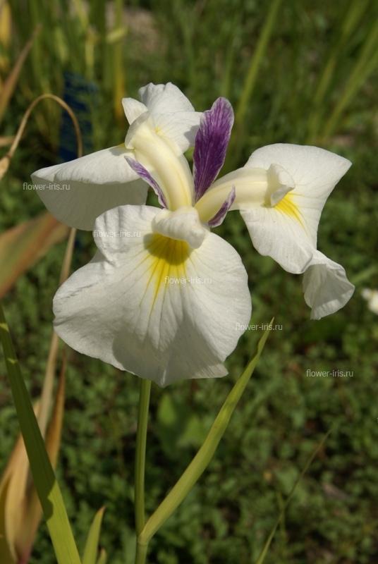 Iris ensata сорт Первый Вальс