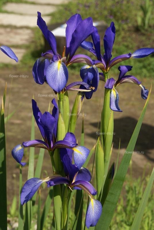 Iris spuria cv. Lenkoran'