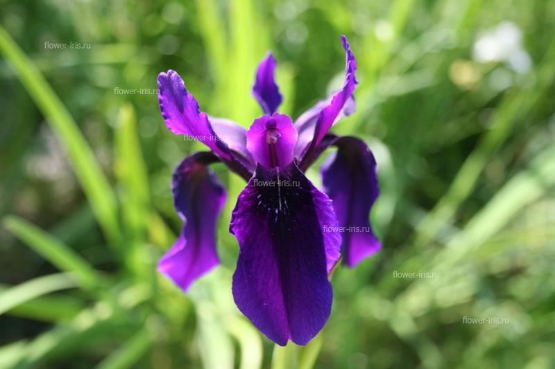 Iris chrysographes Dykes