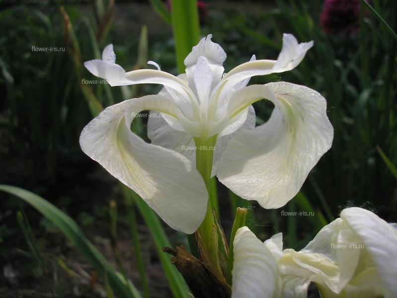 Iris pseudacorus f. alba