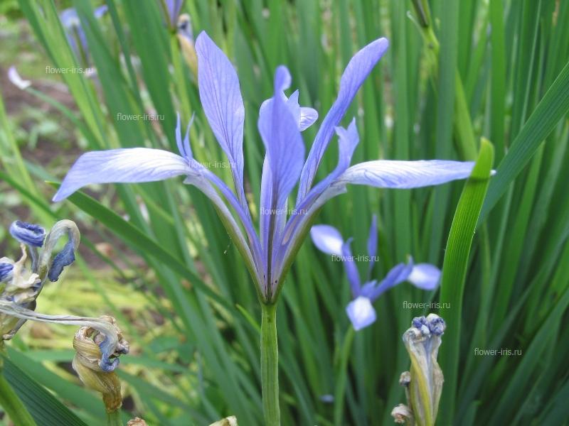 Iris oxypetala Bunge