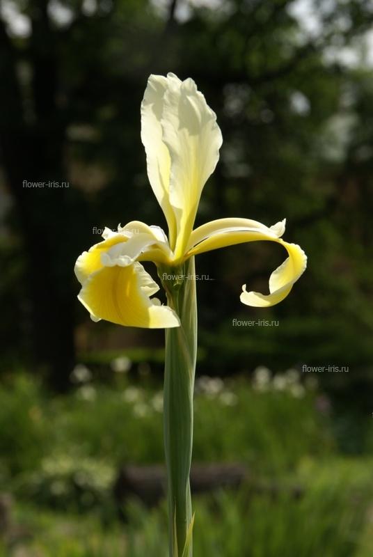 Iris spuria cv. Moldova