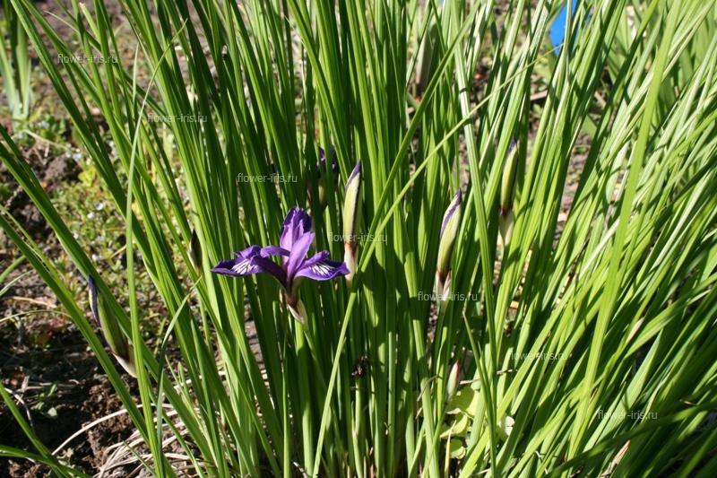 Iris uniflora Pall.