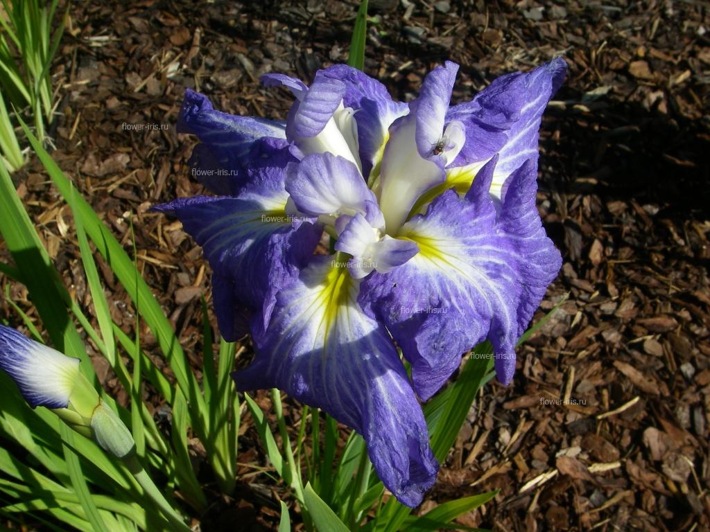 Iris ensata cv. Sinilga