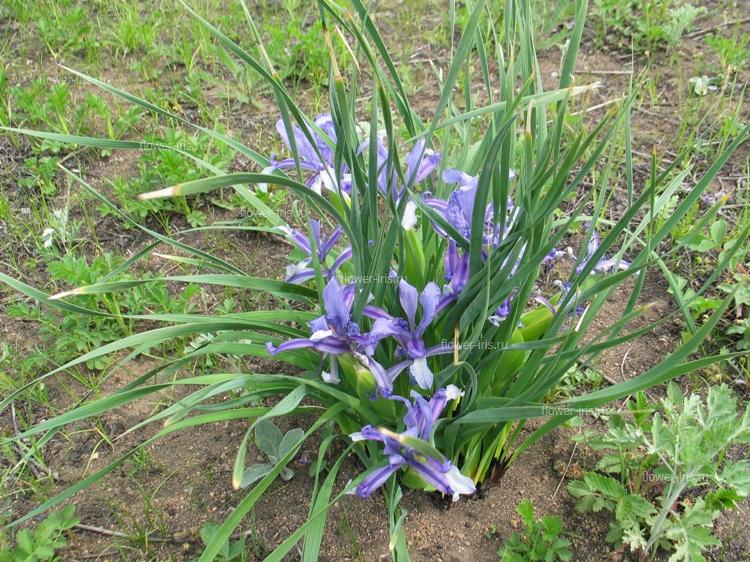 Iris ventricosa Pall.