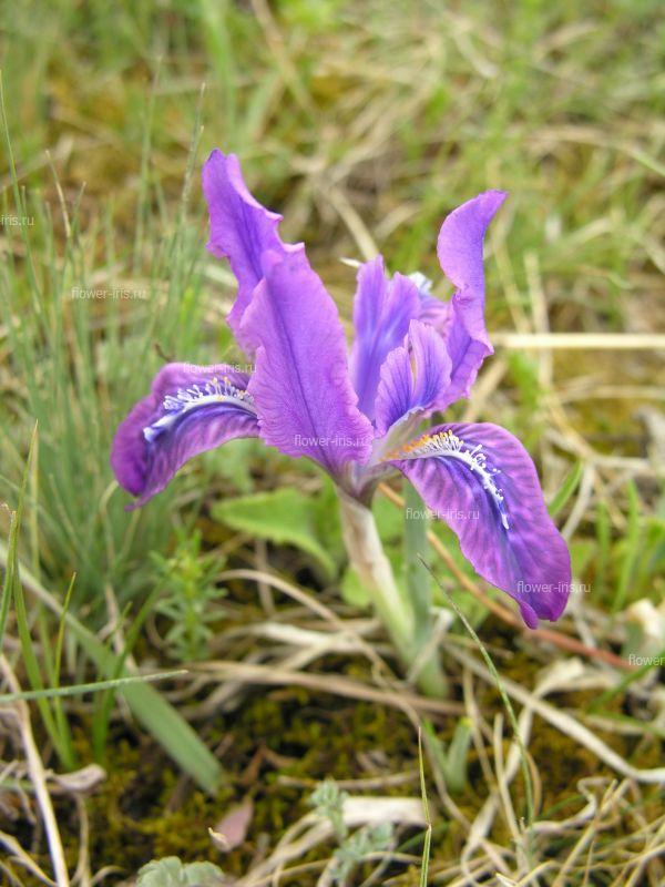 Iris tigridia Bunge