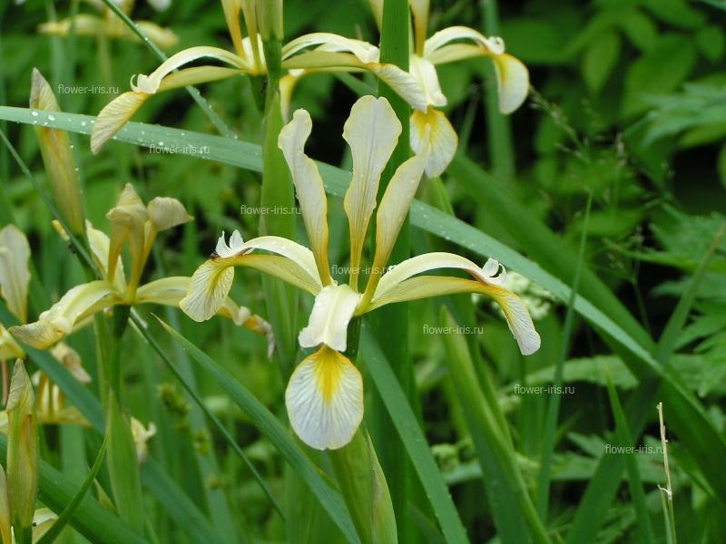 Iris halophila Pall.
