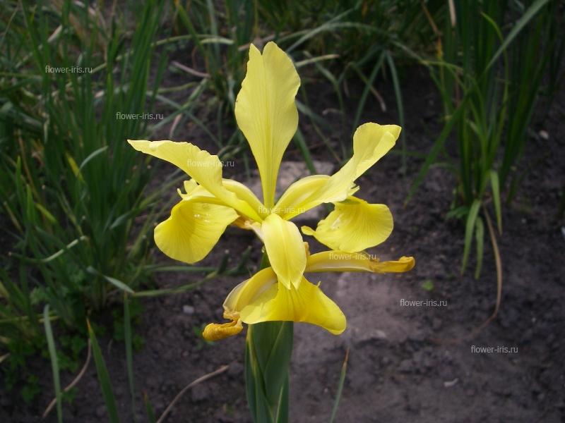 Iris spuria cv. Golden Lady