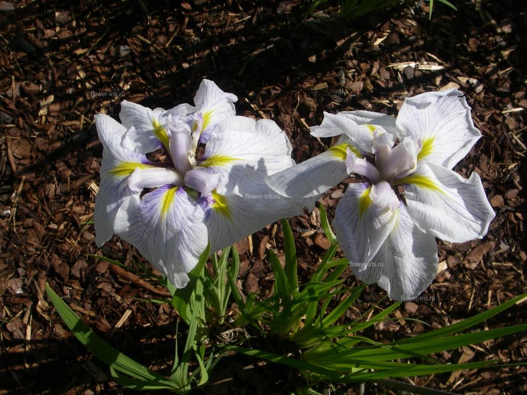 Iris ensata cv. Некрасы