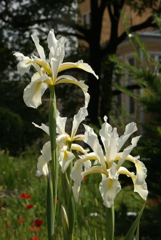 Iris spuria cv. Frigia