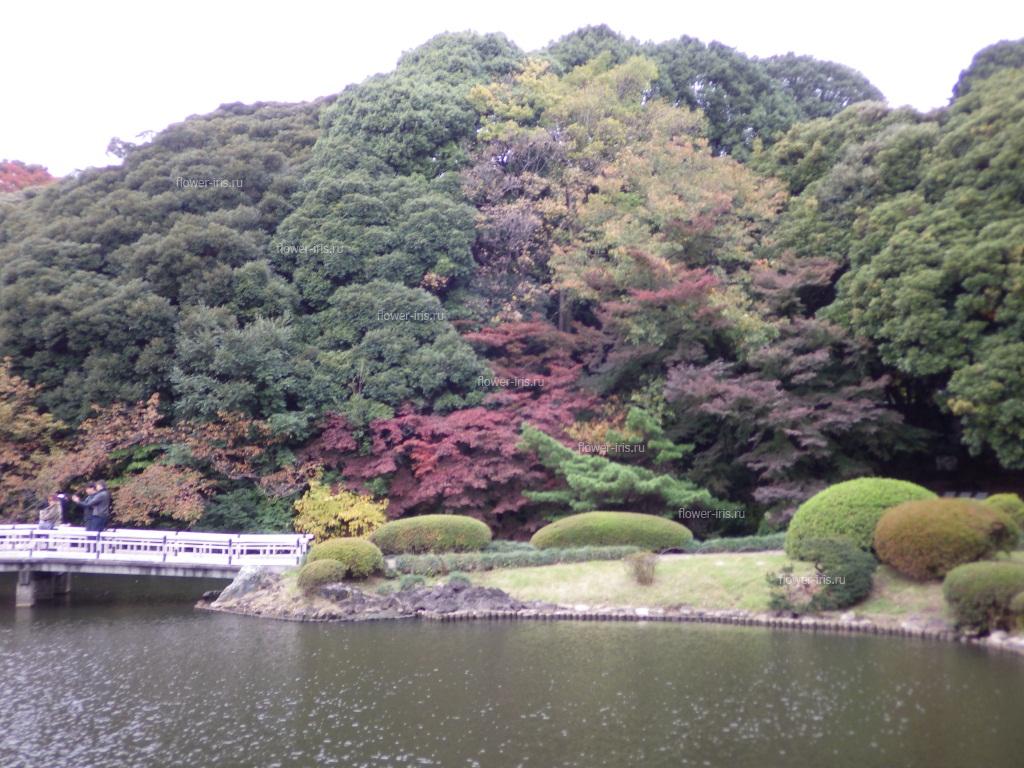 Фрагмент японского сада