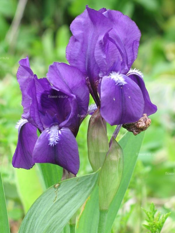 Iris aphylla L.