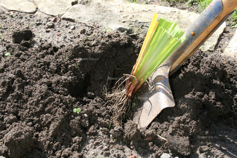 Start planting iris