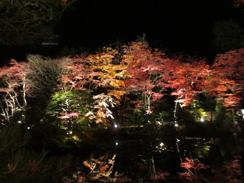 illumination of autumn maples