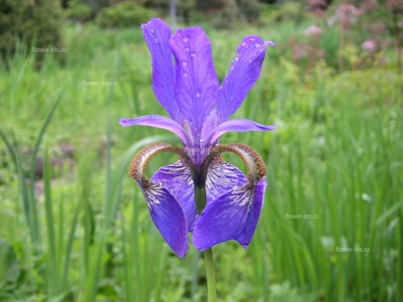 Iris sanguinea (Ирис кровавокрасный)