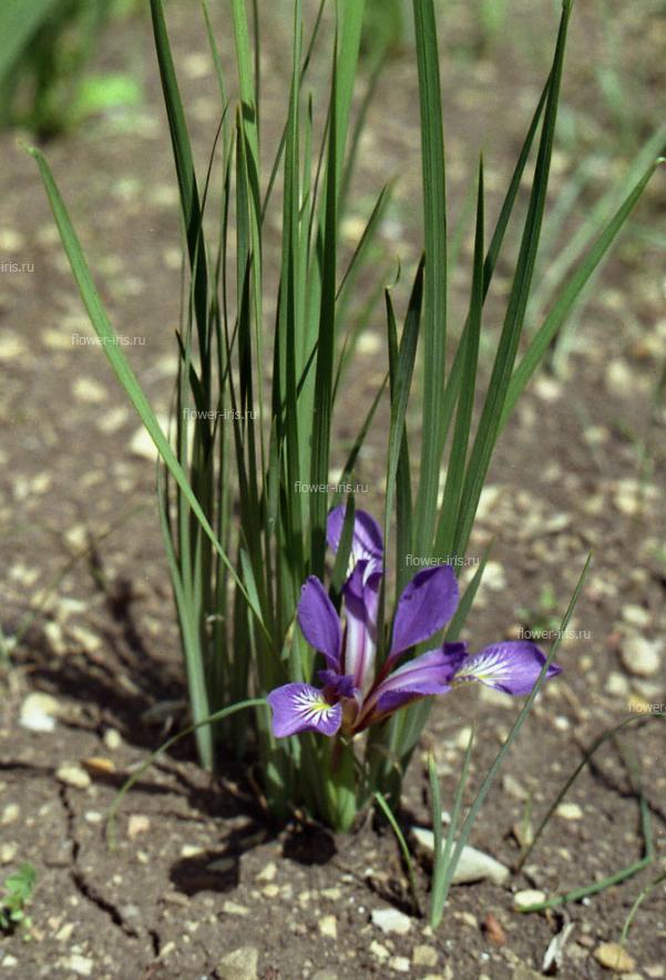 Iris pontica Zapal.