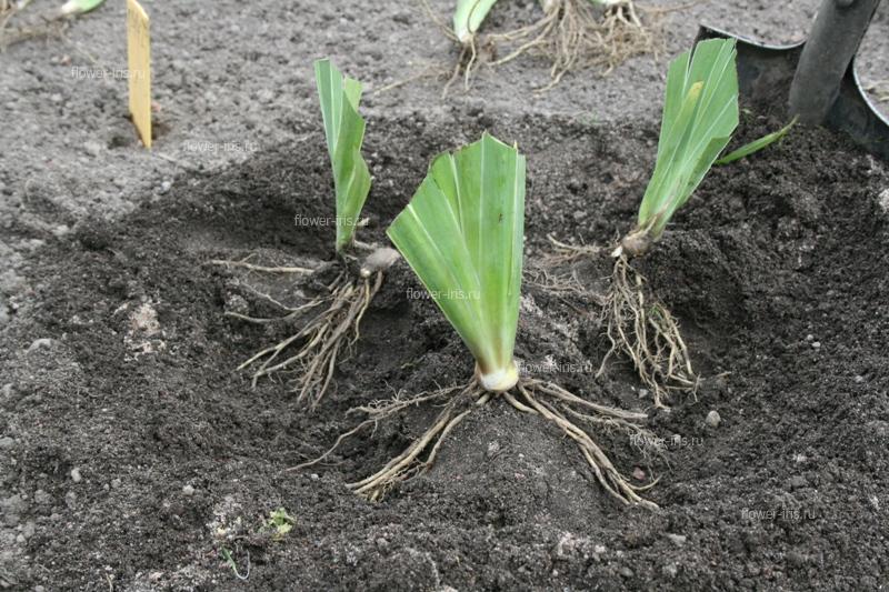 Leveling irises, spread out the roots on either side