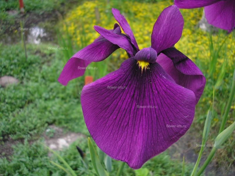 Ирис мечевидный (Iris ensata)