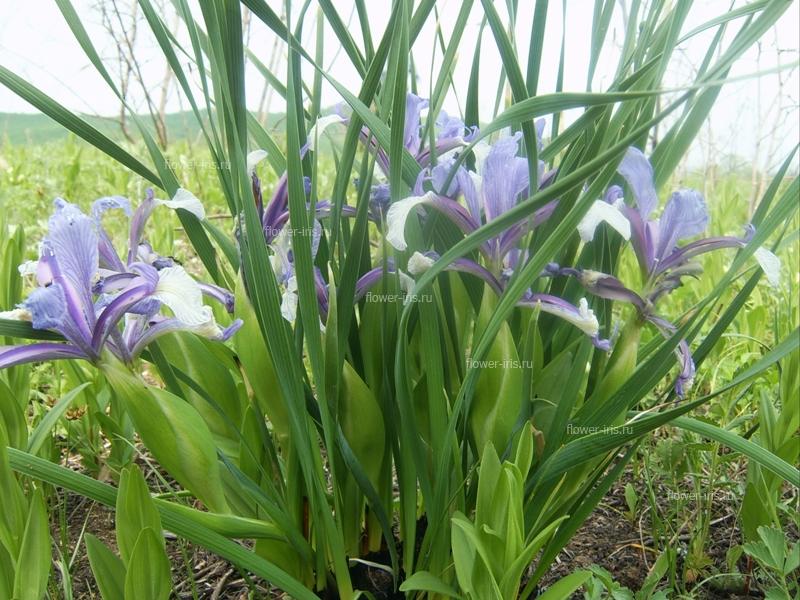 Iris ventricosa Pall.