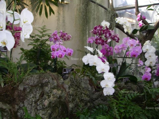 Орхидеи, растущие на скалах