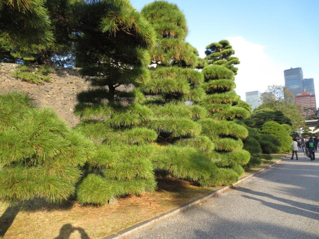 Park of the Imperial Palace
