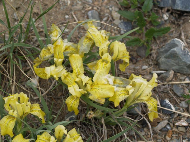 Iris potaninii Maxim.