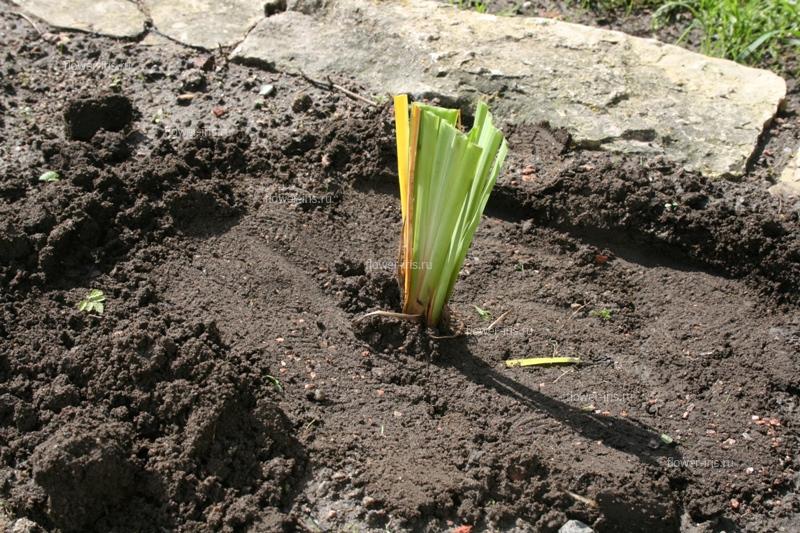 Planting one Iris