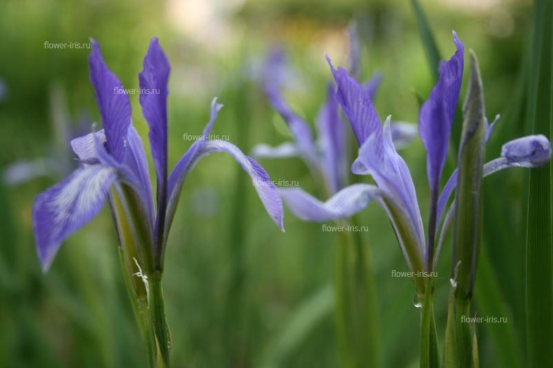 Iris oxypetala Bunge