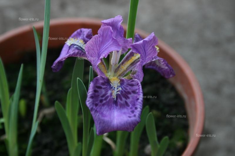 Iris kamaonensis Wall. ex Don.