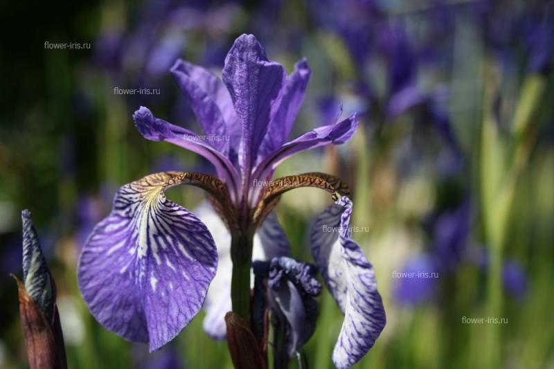 Iris bulleyana Dykes