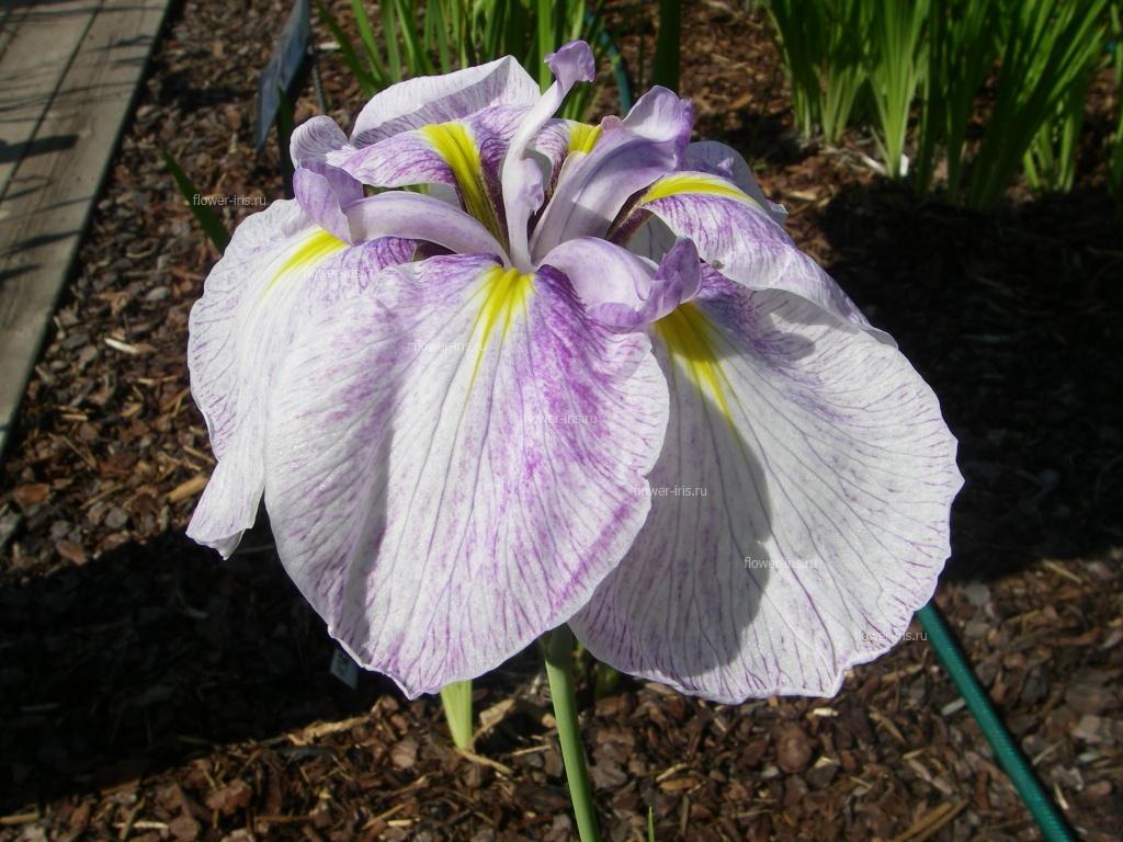Iris ensata сорт Грустина