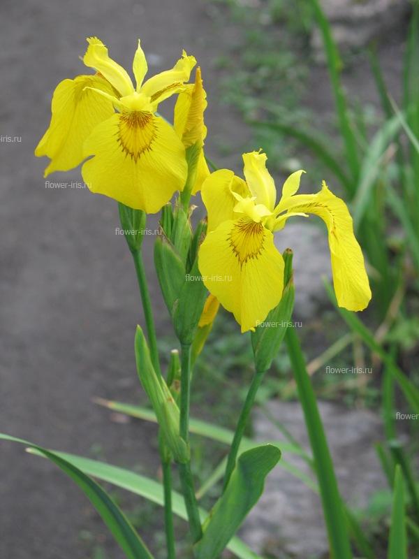 Ирис ложноаирный, или болотный (Iris pseudacorus)