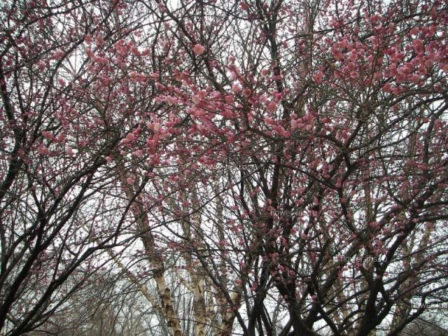 Prunus serrulata в центре Вашингтона