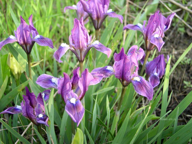 Iris pumila L.